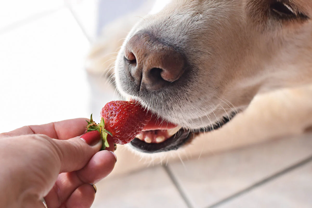 Can Dogs Have Strawberries