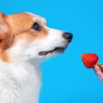 Can Dogs Eat Strawberries