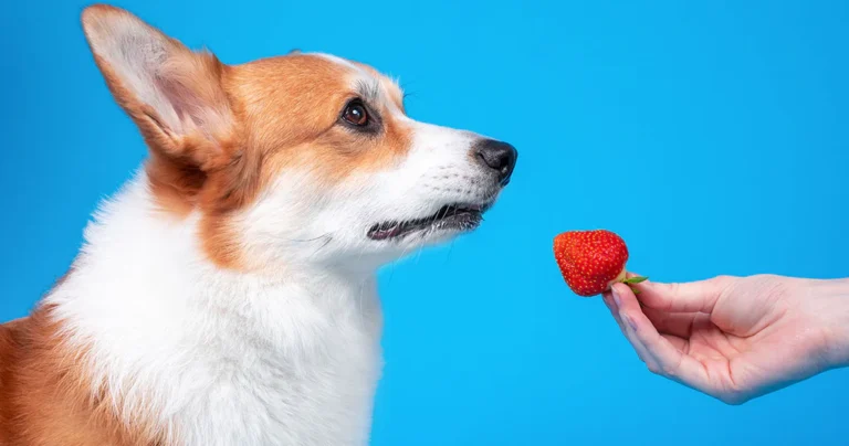 Can Dogs Eat Strawberries