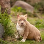 Pocket Bully